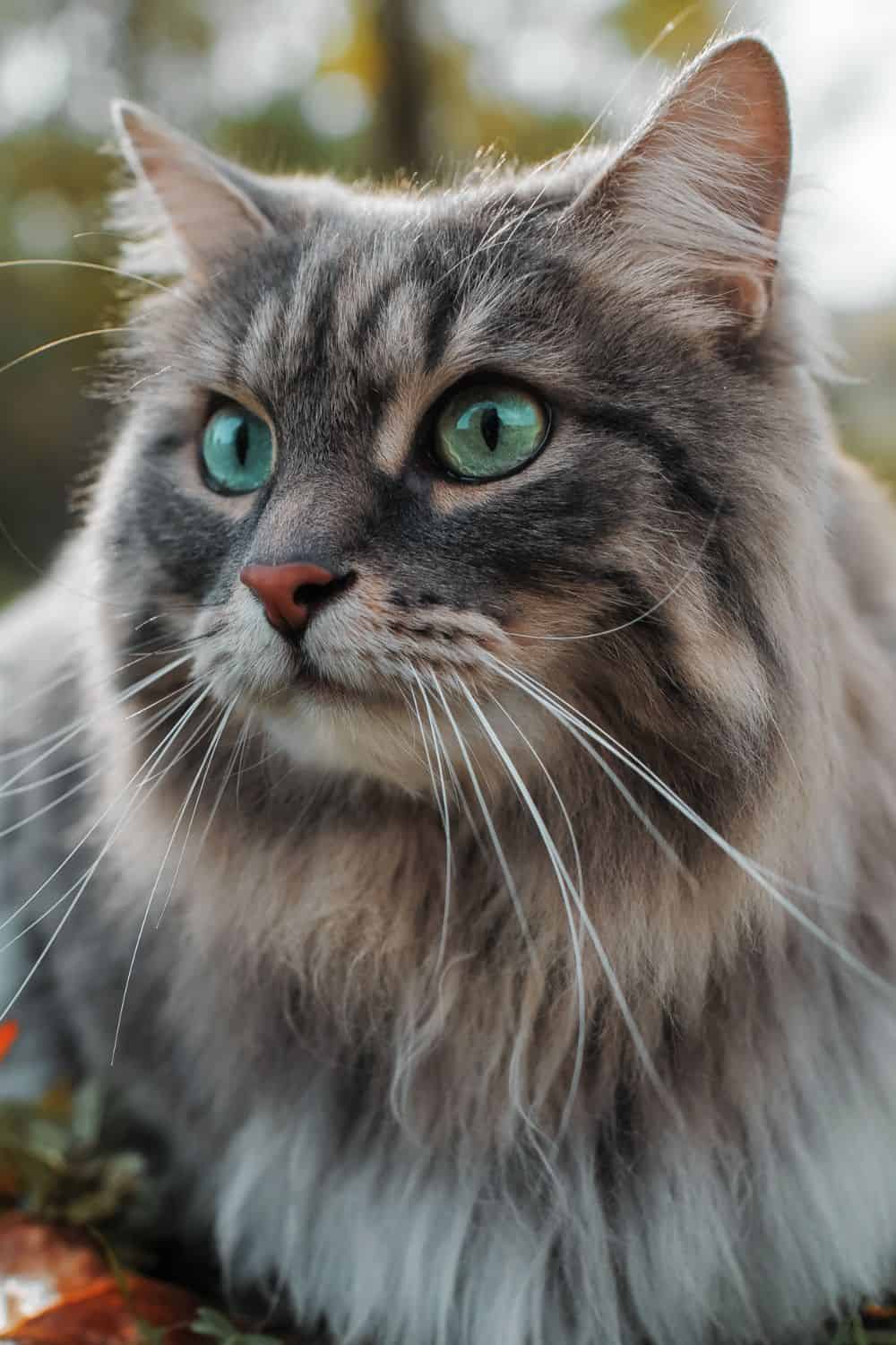 Cat with long whiskers