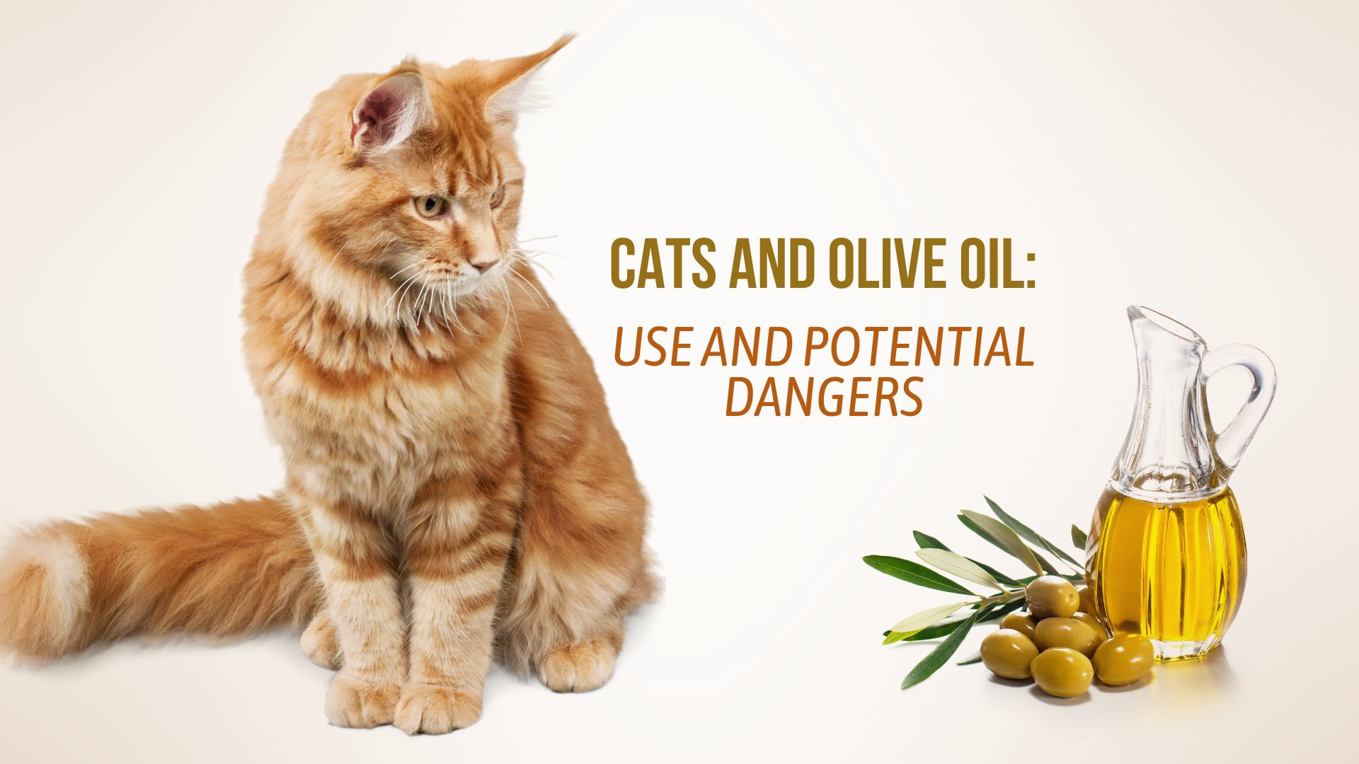 cats and olive oil