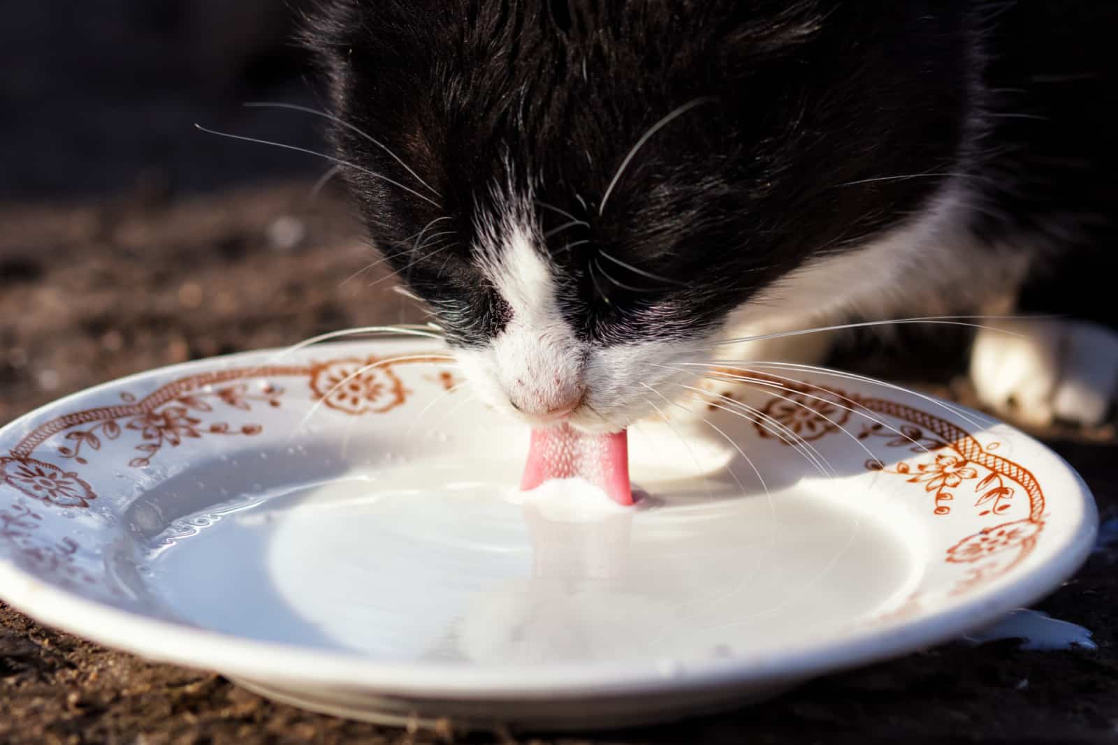 Cats drinking milk from bowl