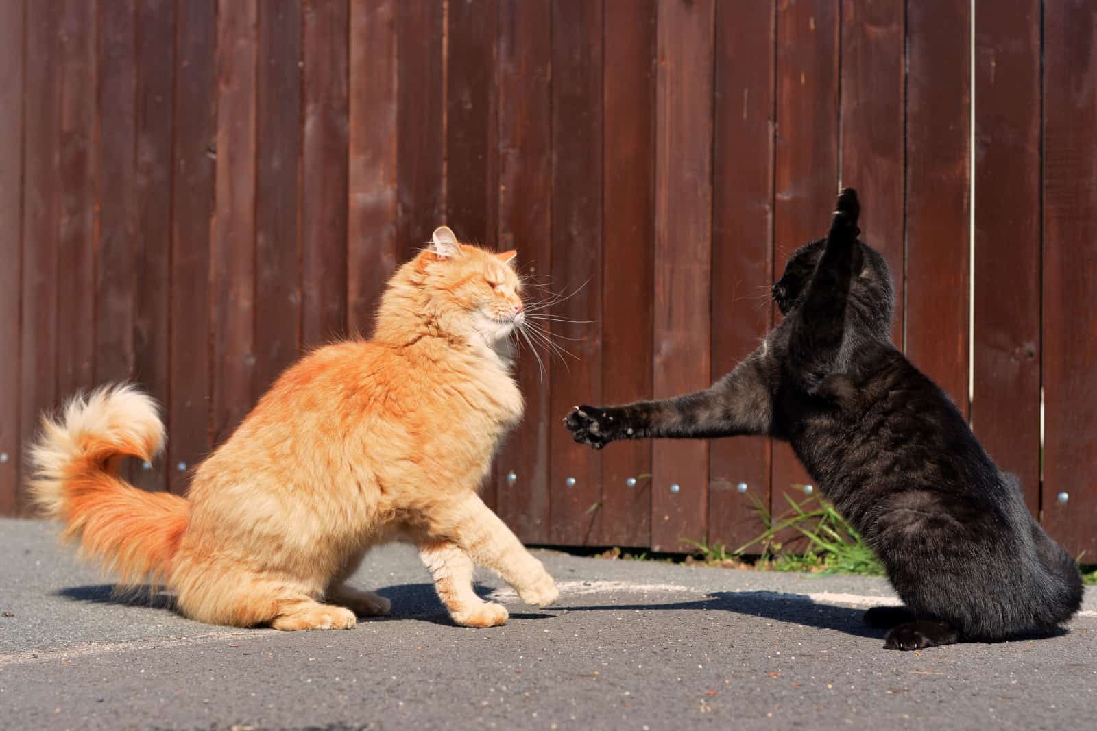 Cats fighting in the street