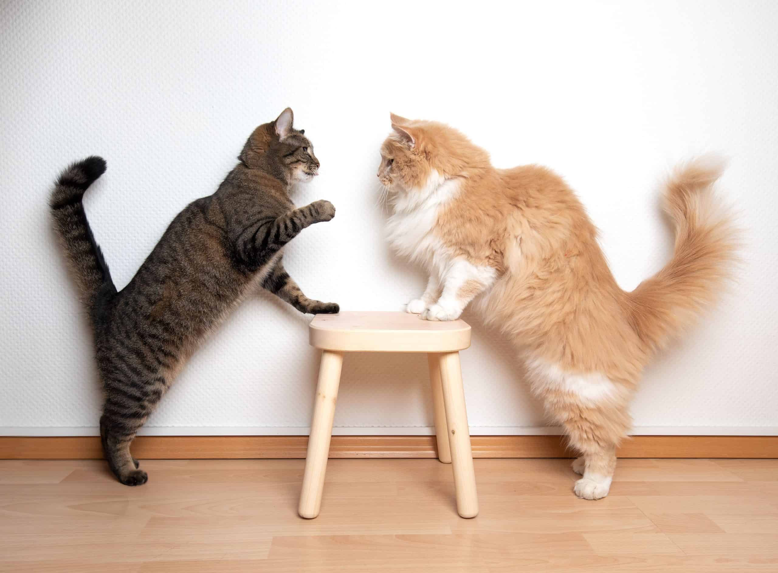 Cats fighting over mini table