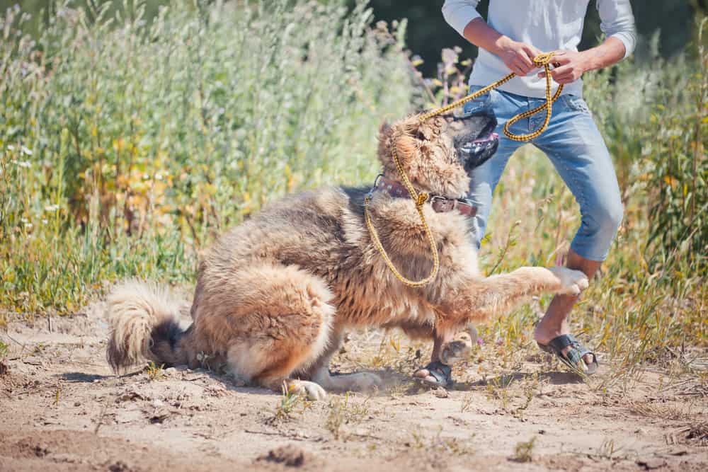 Caucasian Ovcharka