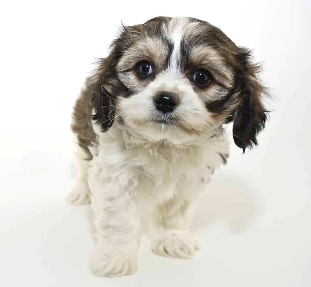 Cavachon sitting with white backgrand