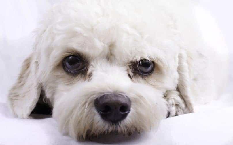 Close up of Cavapoo