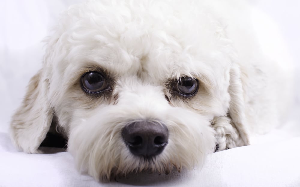 Portrait of a cavapoo toy dog.