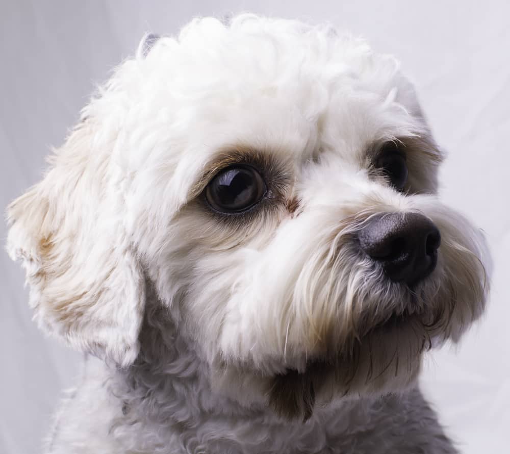 Close portrait of a cavapoo toy dog.