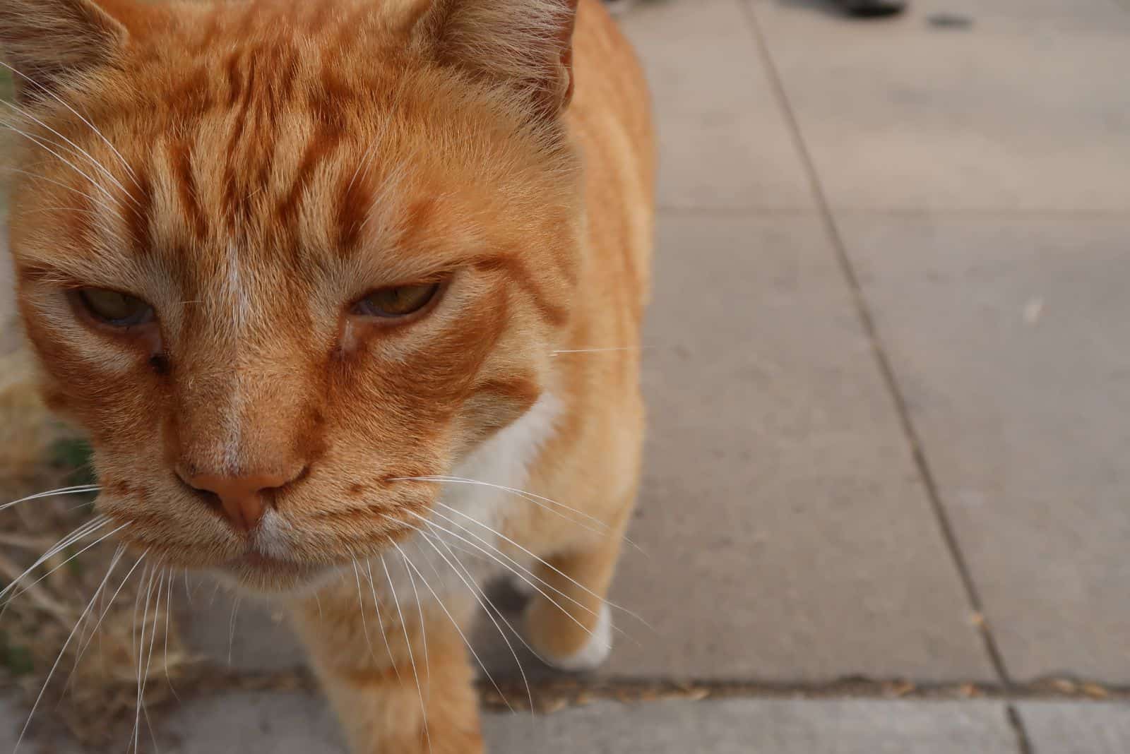 Chausie Cat walks down the street