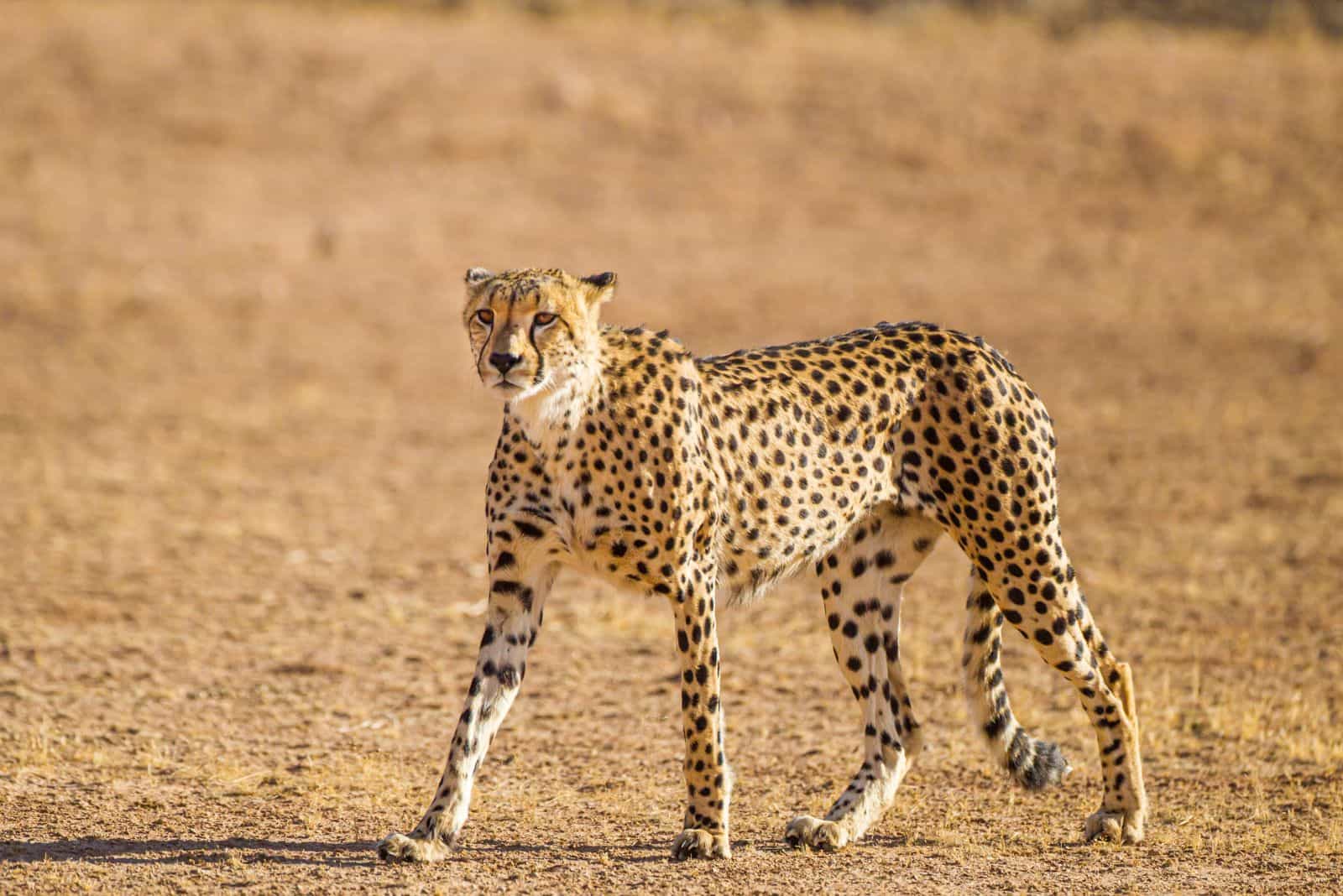 Cheetah cat walks