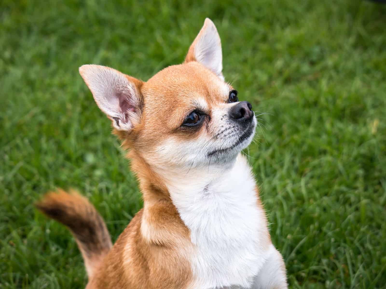 Chihuahua sitting outside in the grass