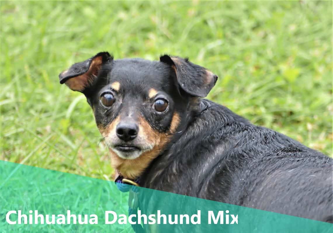 6 Facts about Chiweenie A.K.A. Chihuahua Dachshund Mix or Chihuahua Doxie Mix Homeowner