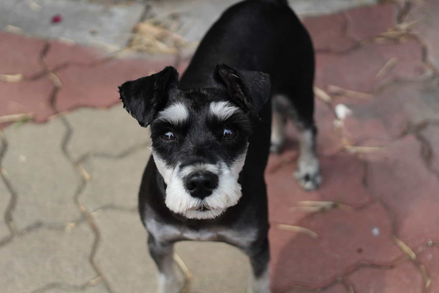 Chihuahua Terrier Mix outside