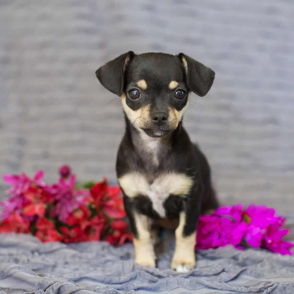 Chihuahua Terrier Mix