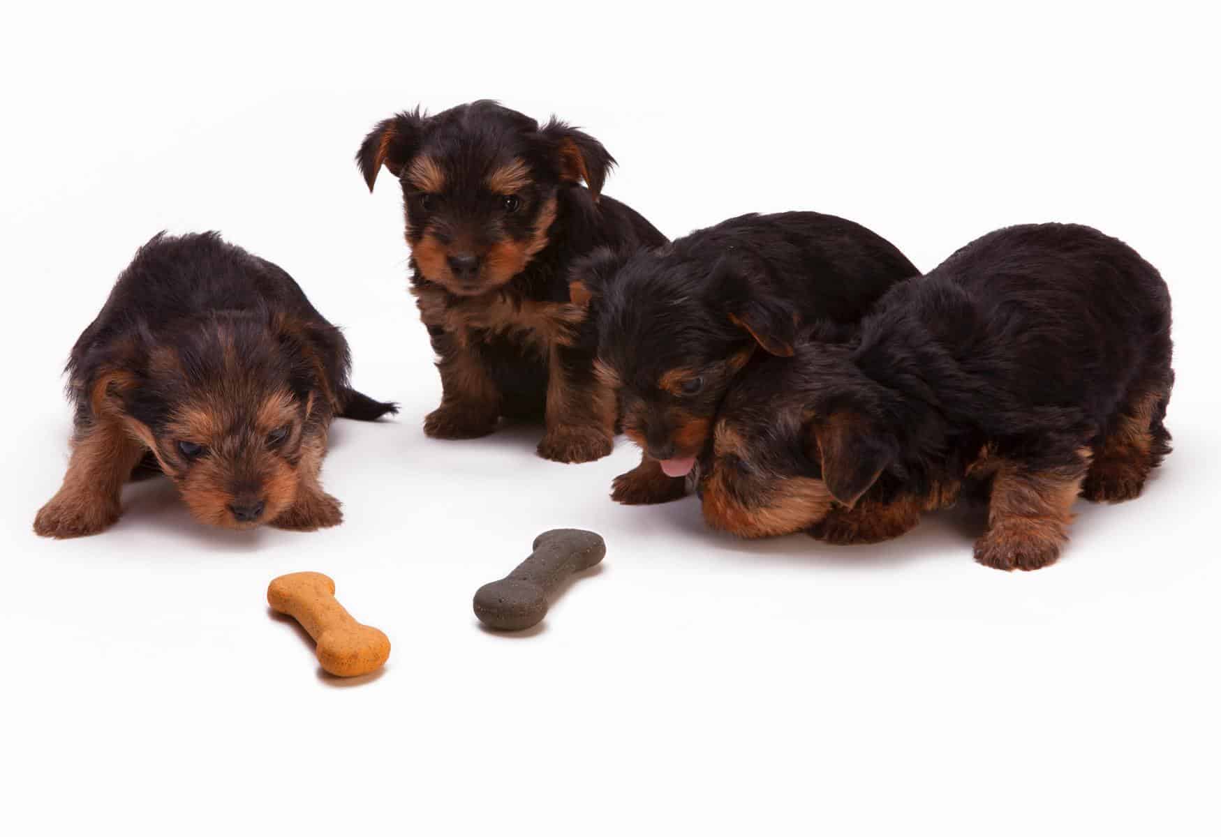 Chihuahua Terrier Mix puppies with bone