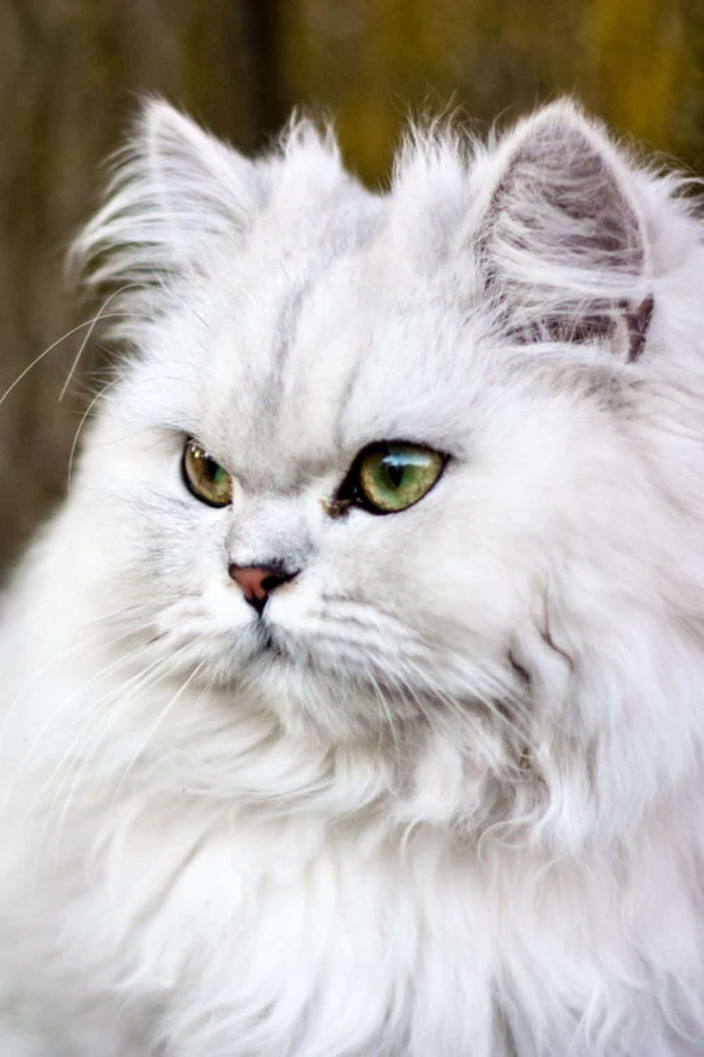 Chinchilla Persian Cat