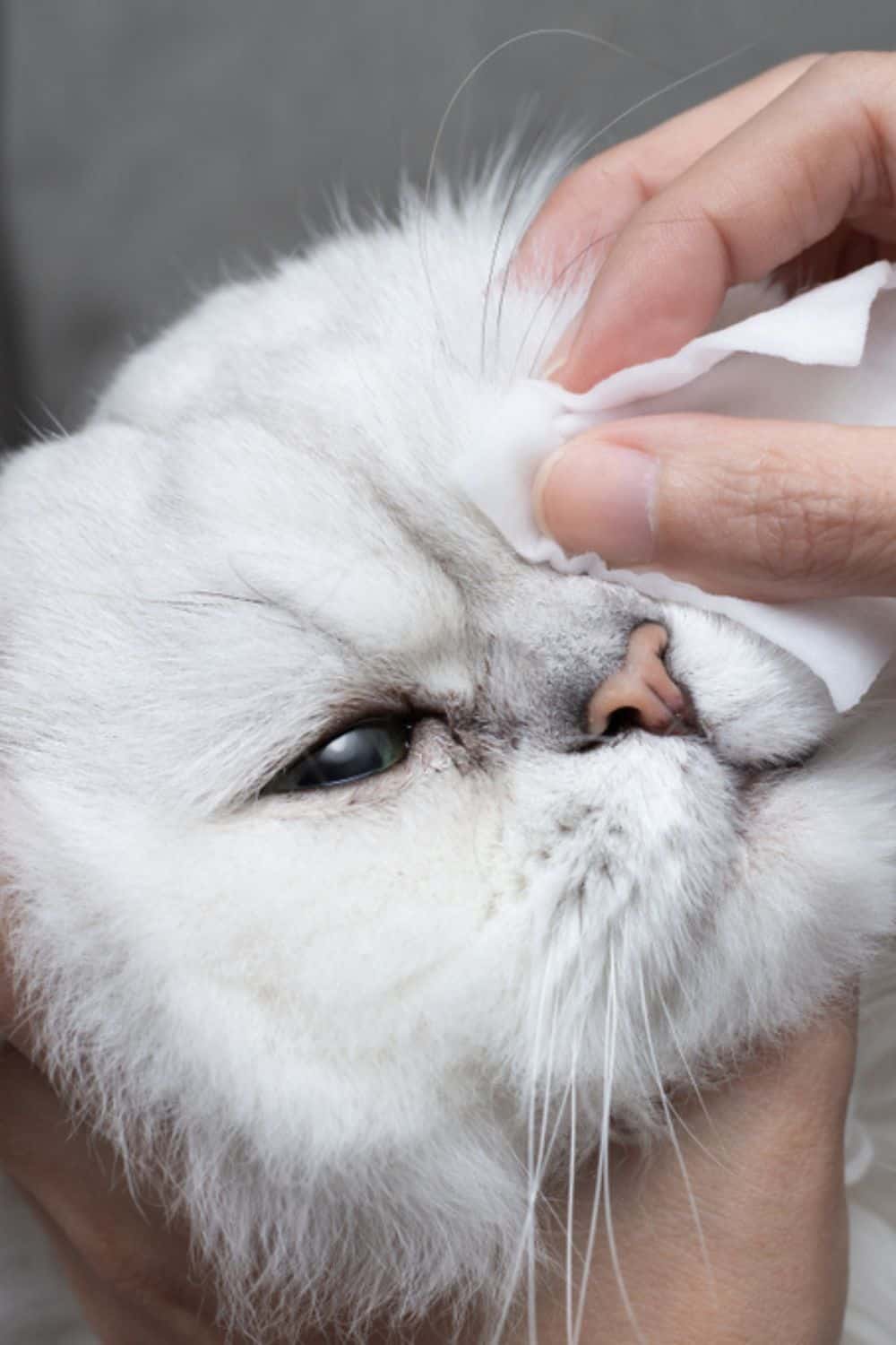 Chinchilla Persian Cat getting eye cleaned