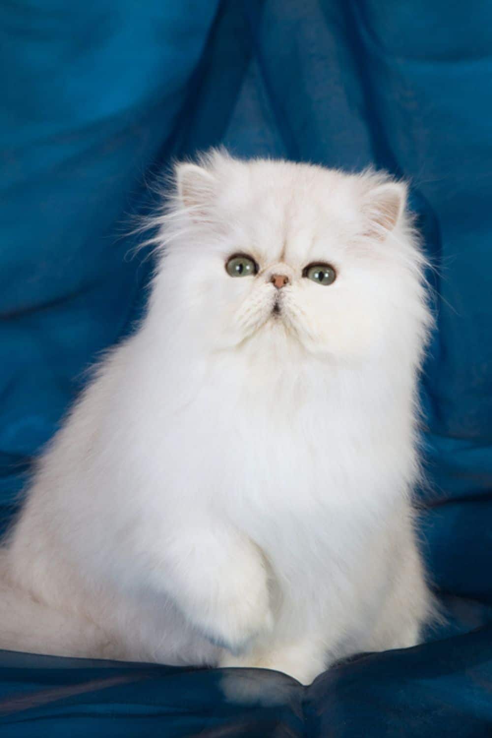 Chinchilla Persian Cat posing