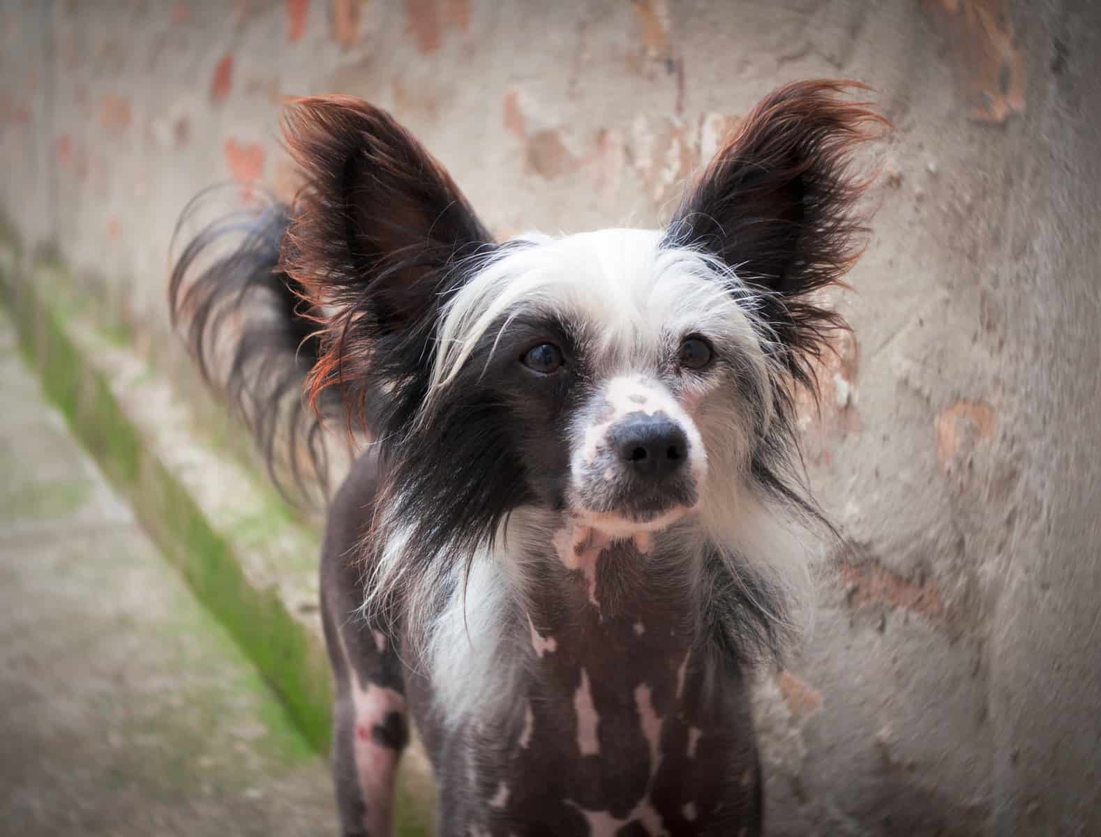 Hairless Chinese Crested dog standing outside