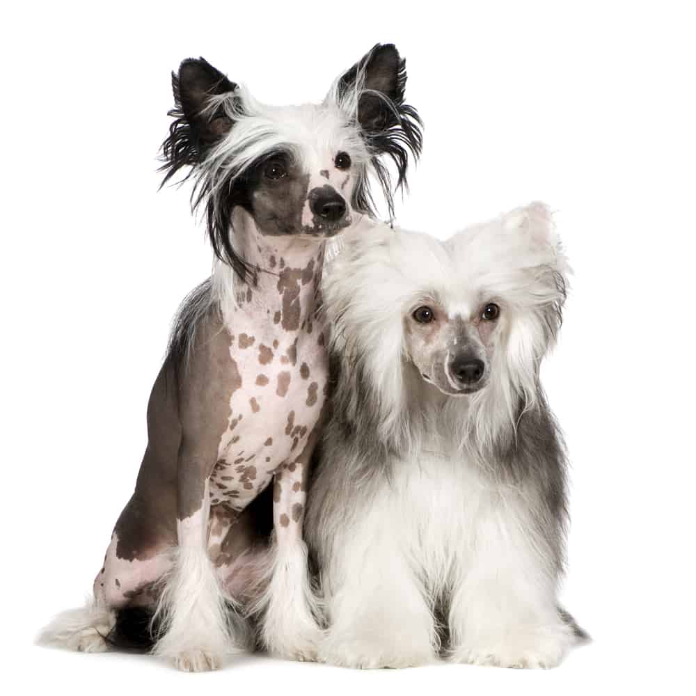 Hairless Chinese Crested and Powderpuff Chinese Crested sitting beside each other