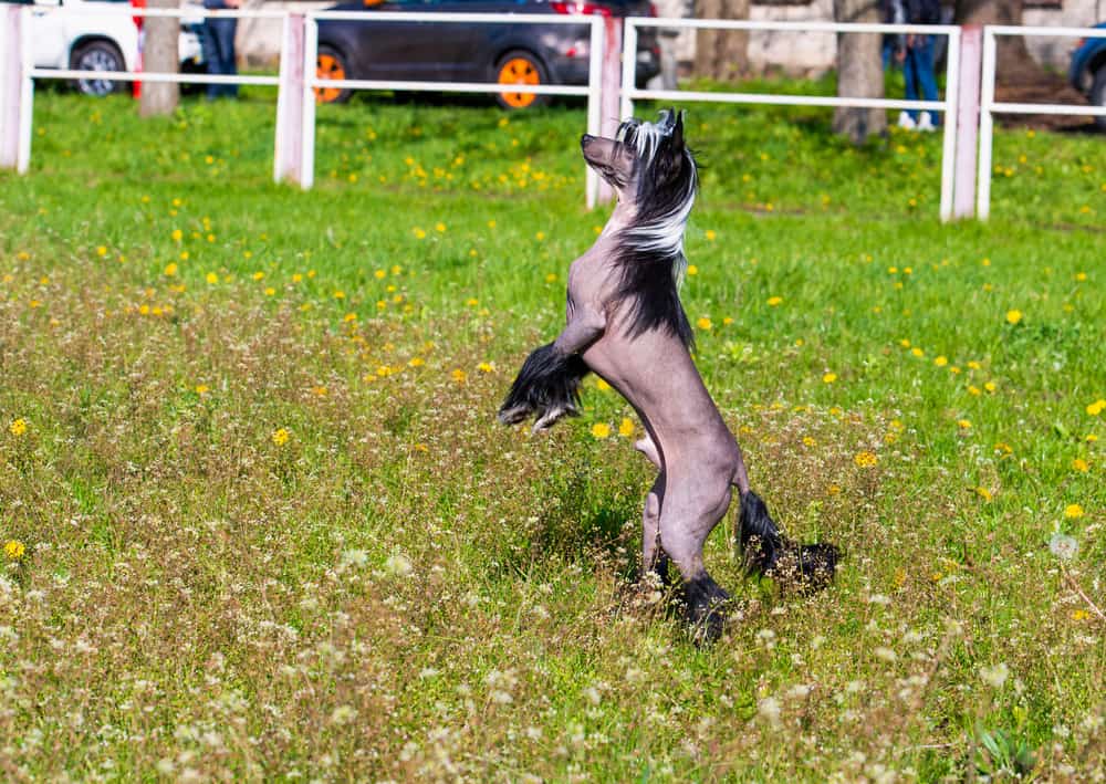 Crested dog standing on its hind legs