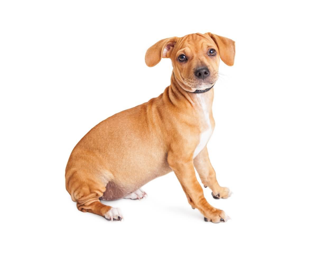 Cute mixed Chihuahua and Dachshund crossbreed dog sitting to side over white