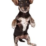 Chihuahua Dachshund Mixed Breed dog sitting up and begging