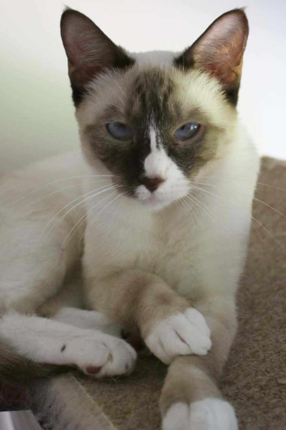 Chocolate Point Snowshoe cat