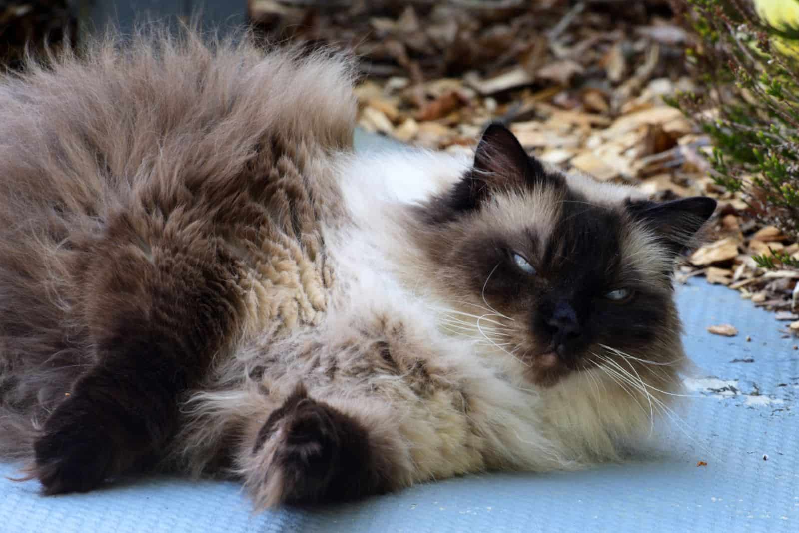 Chocolate Seal Point Ragdoll Cat Lying Down Outdoors