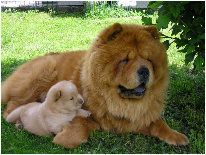 Chow Chow