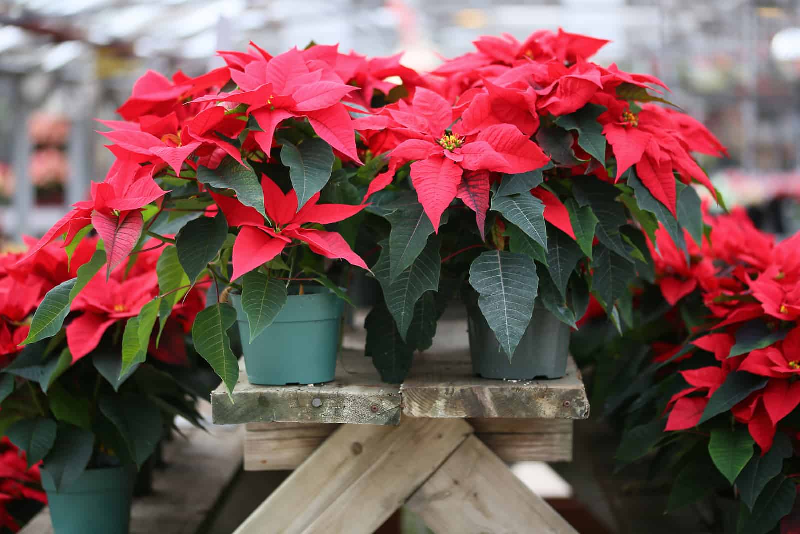 Christmas Poinsettia