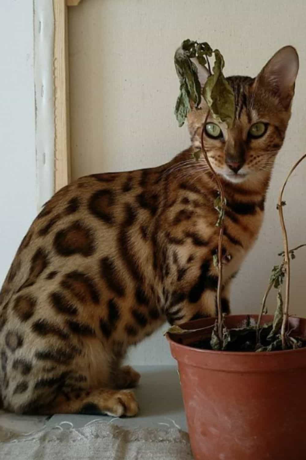 Cinnamon Bengal cat