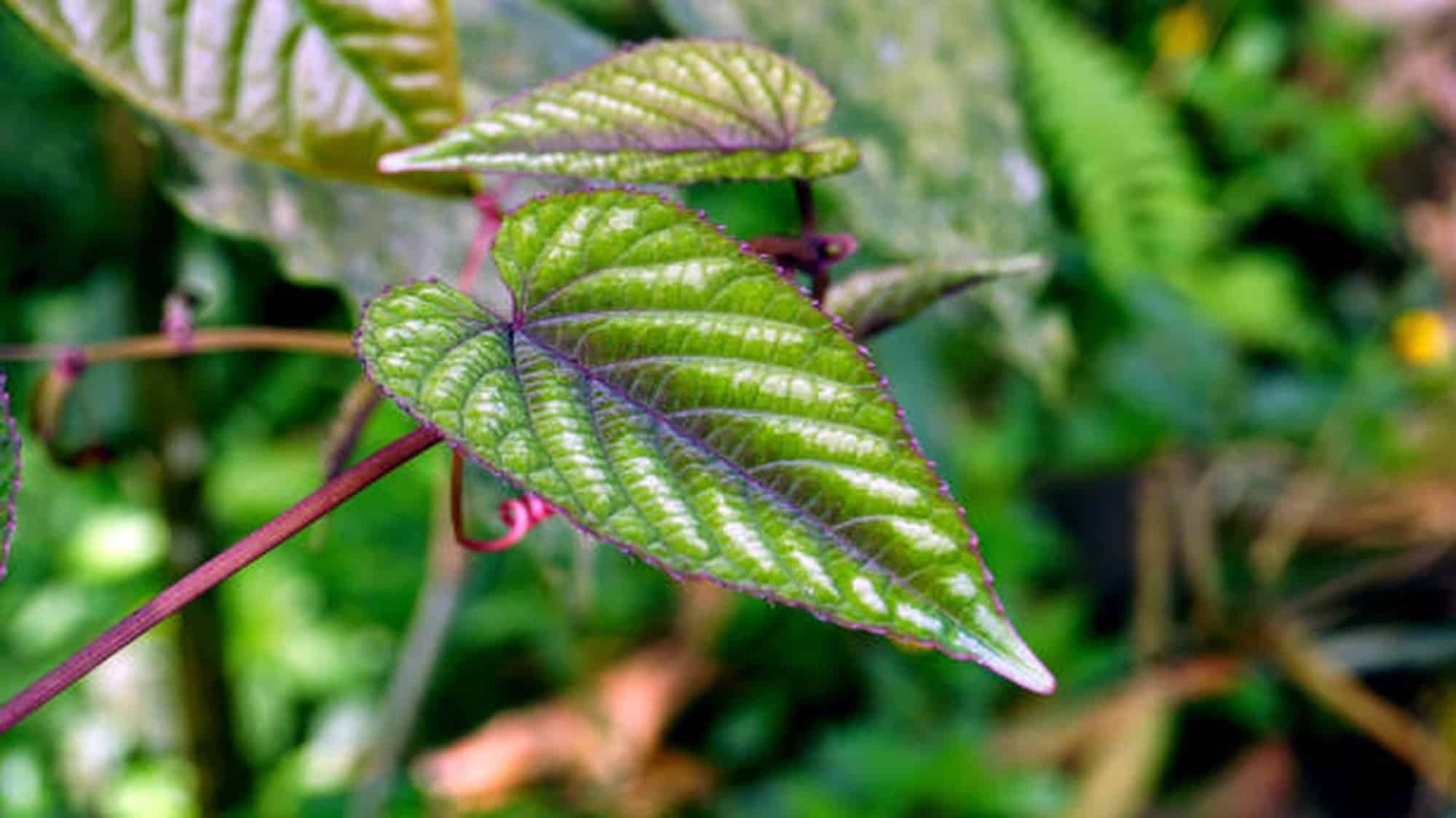 Cissus Discolor