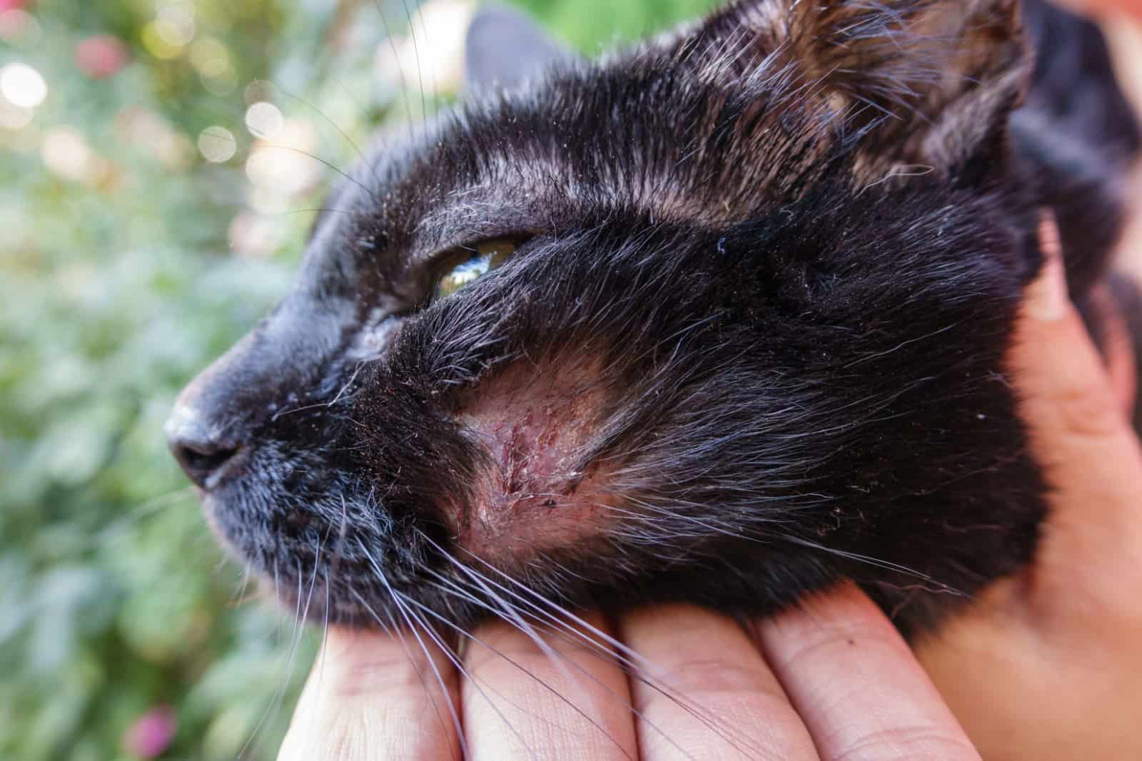 Closeup of dirty hurt cat with injured face