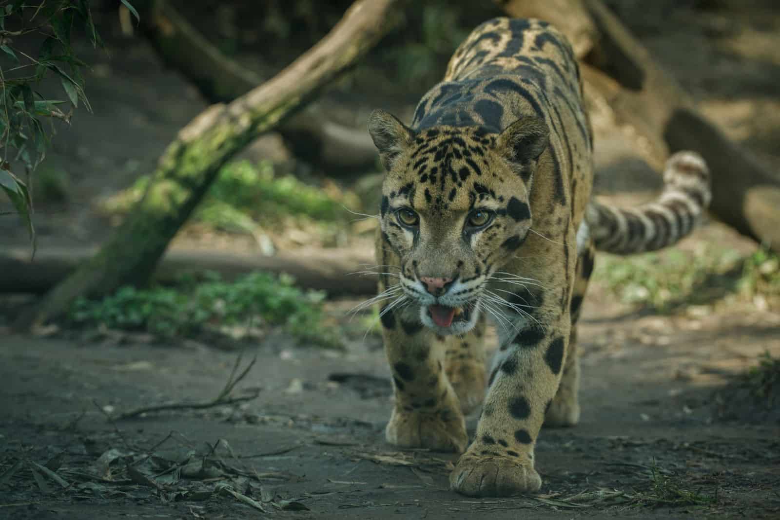 Clouded leopard walks in the desert