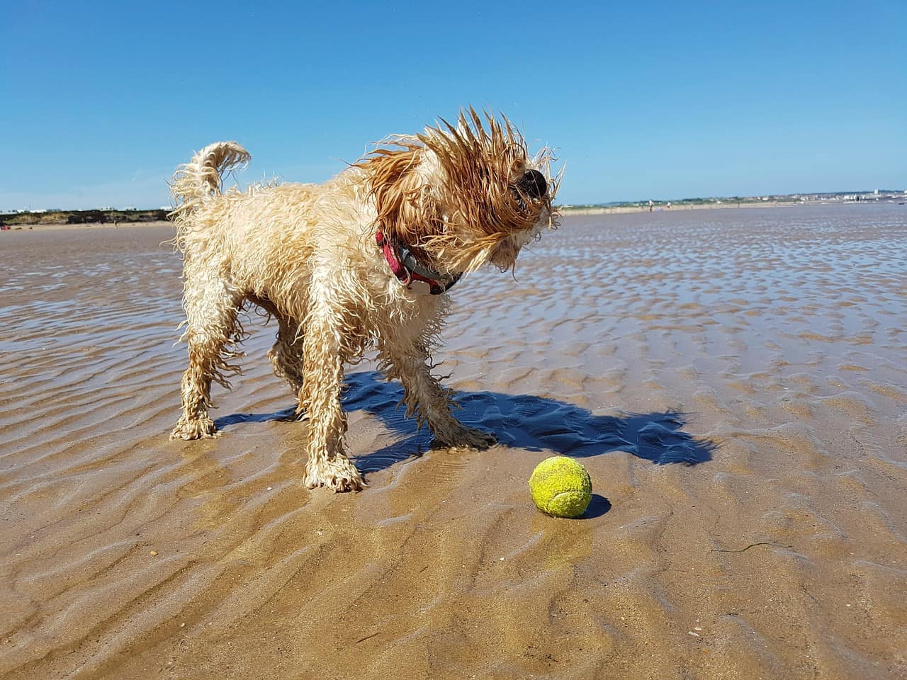 Cockapoo playing on beach