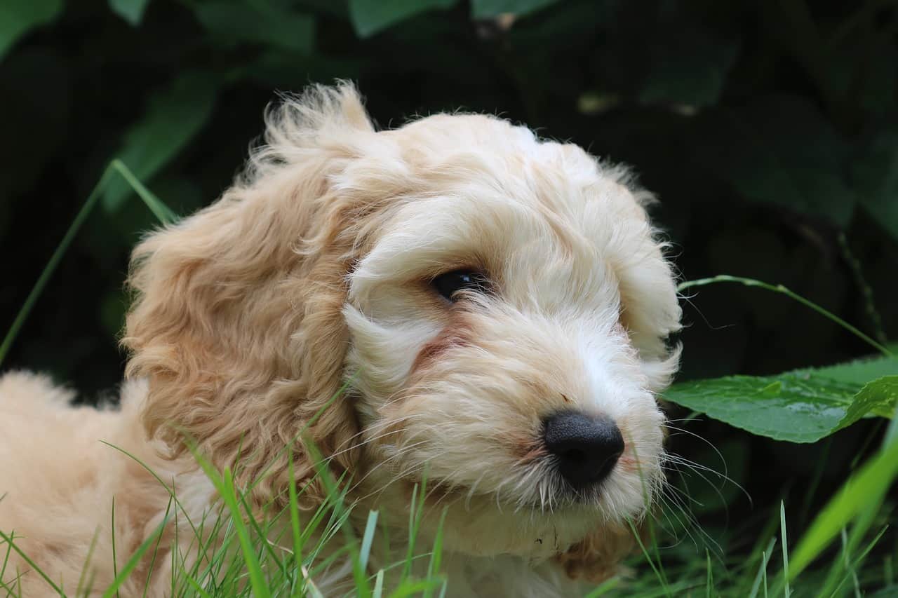 Cockapoo in the grass