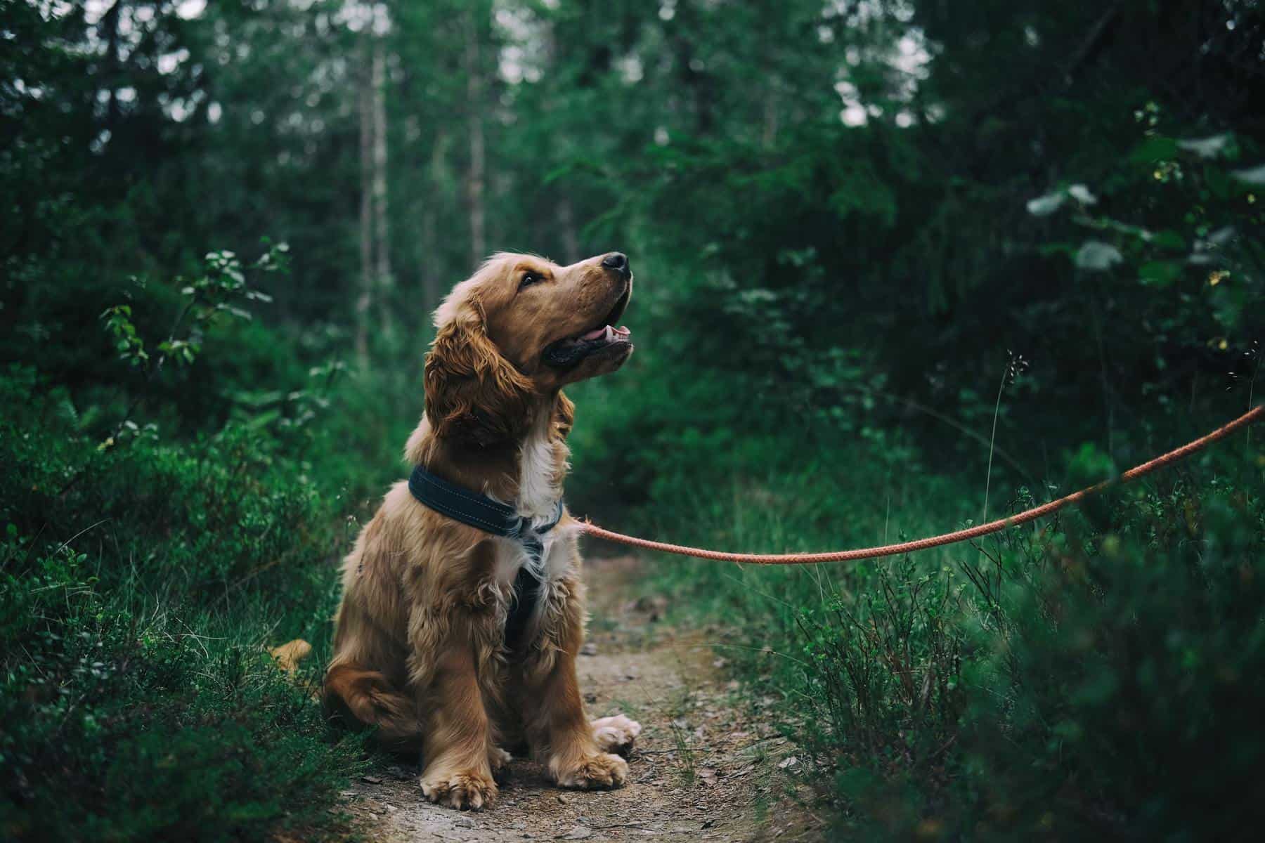 Cocker Spaniel out for a walk in the grass