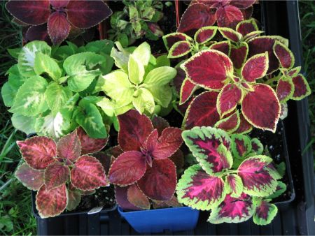 coleus blumei