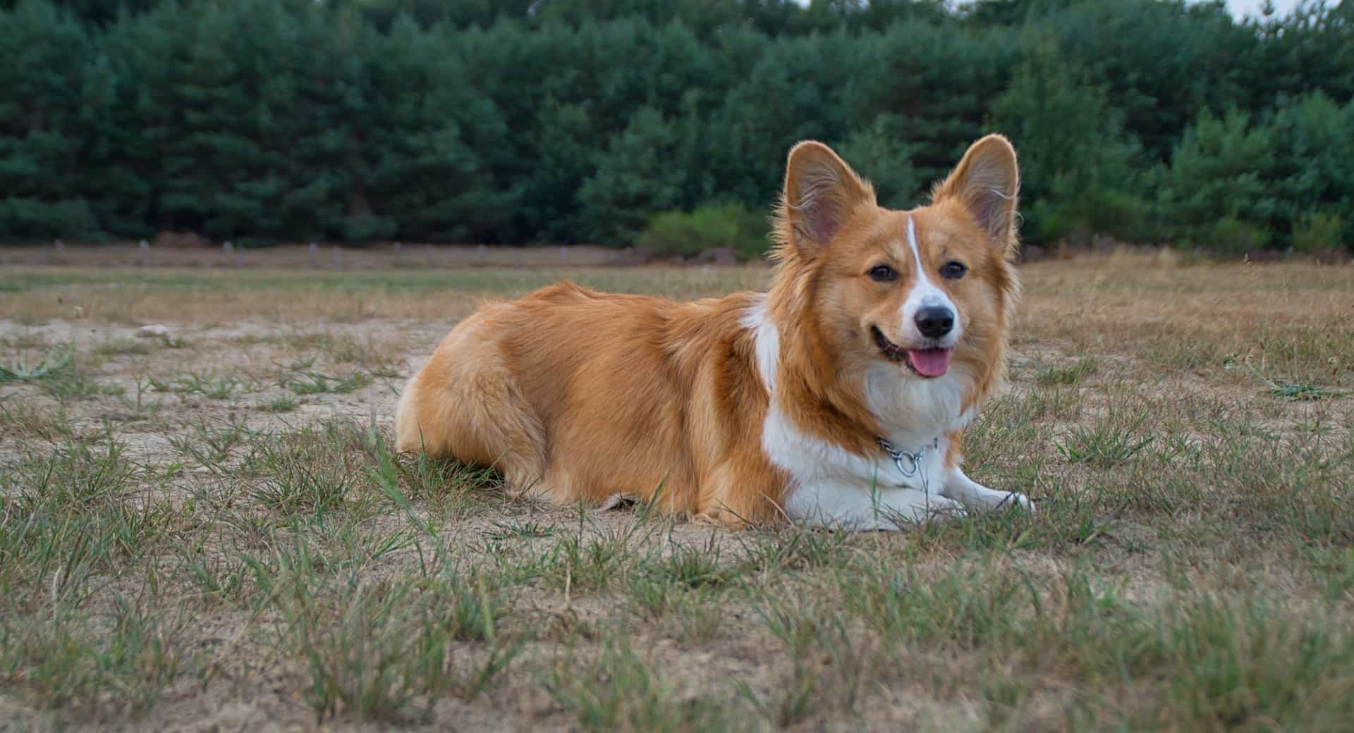 Corgi laying outside on the grass