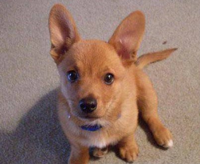 Corgi Chihuahua mix also known as Chigi