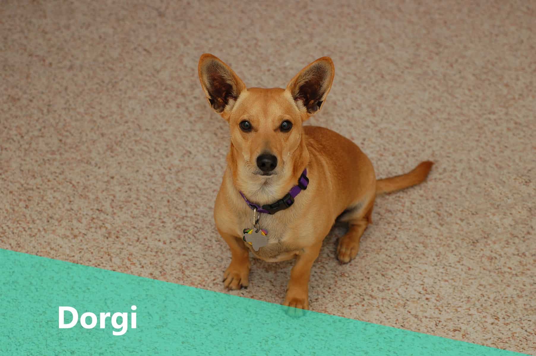 Corgi Dachshund Mix also known as Dorgi