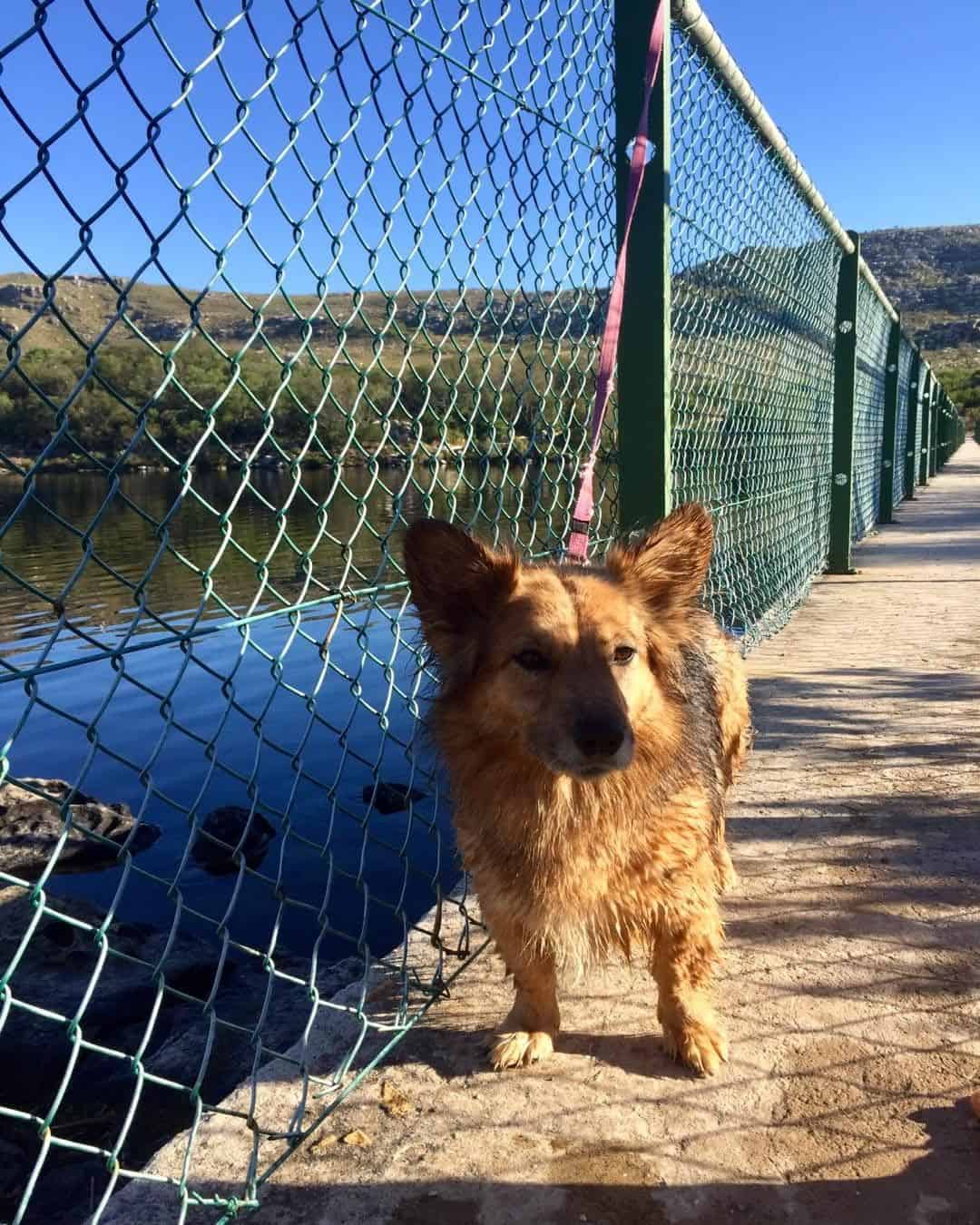 Corgi German Shepherd mix