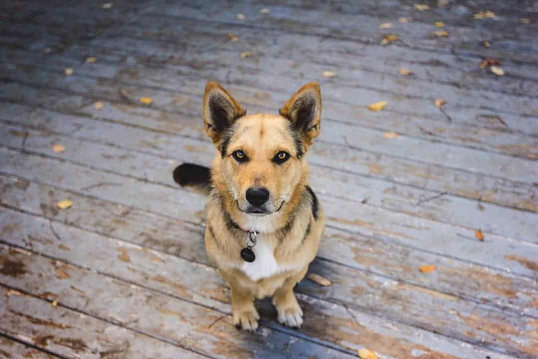 German Shepherd and Corgi mix