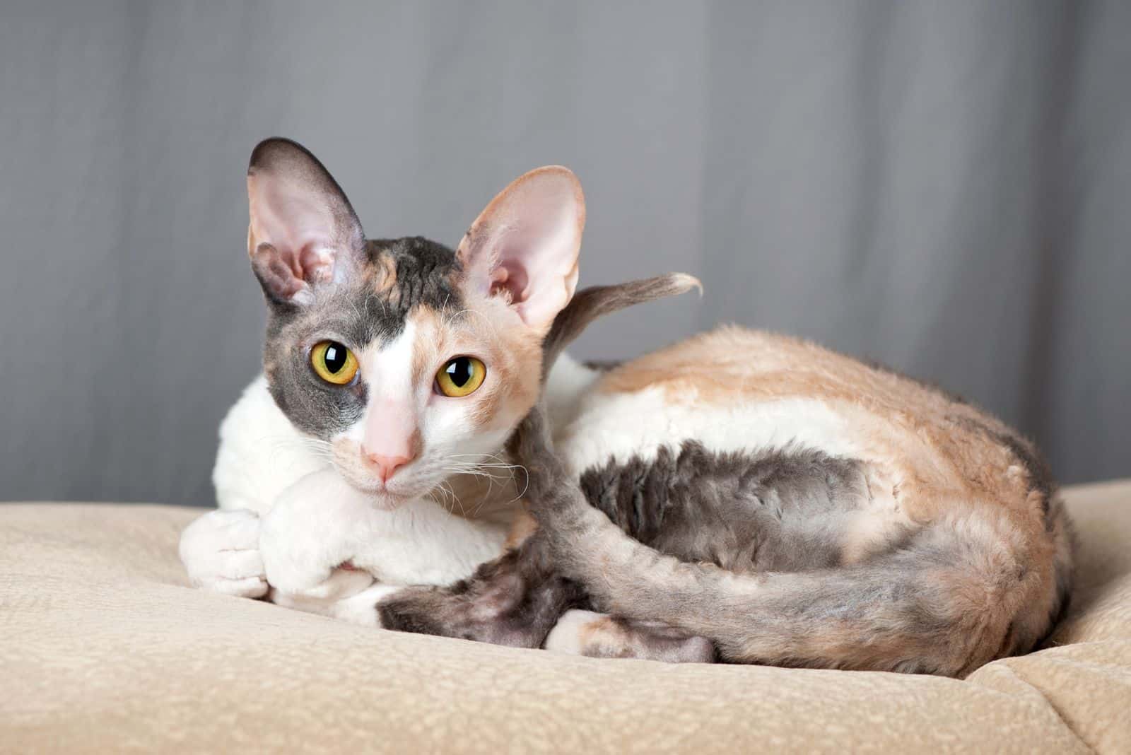 Cornish Rex sits and looks ahead