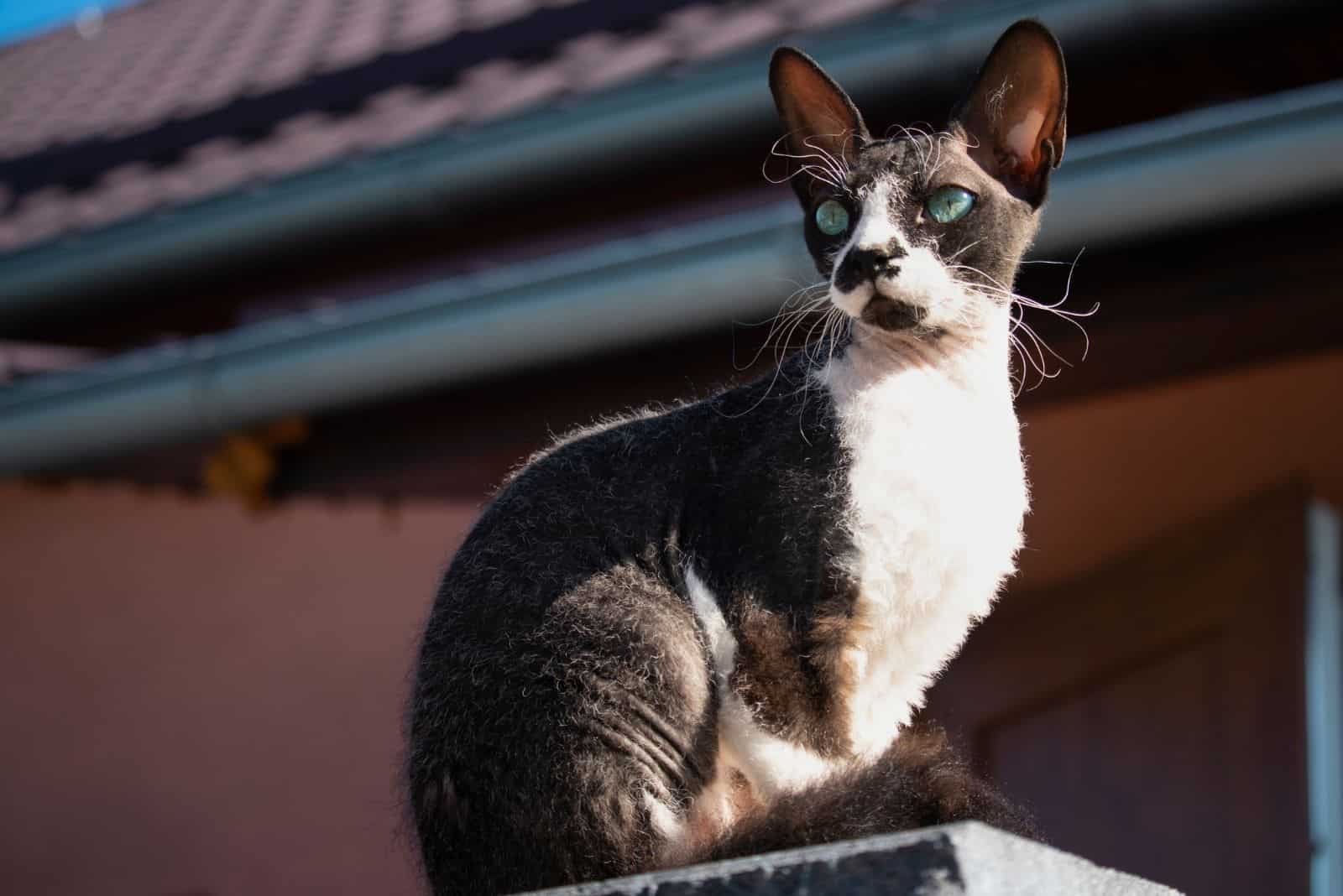 Cornish Rex sitting on the wall