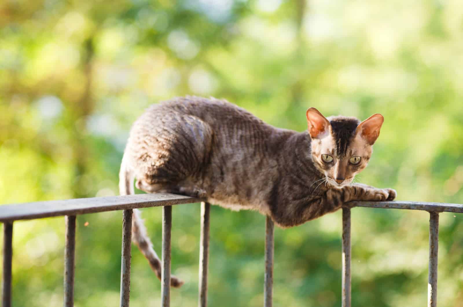 Cornish rex gray cat laying on railing