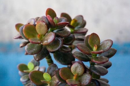 Crassula ovata 'Crosby's Compact'