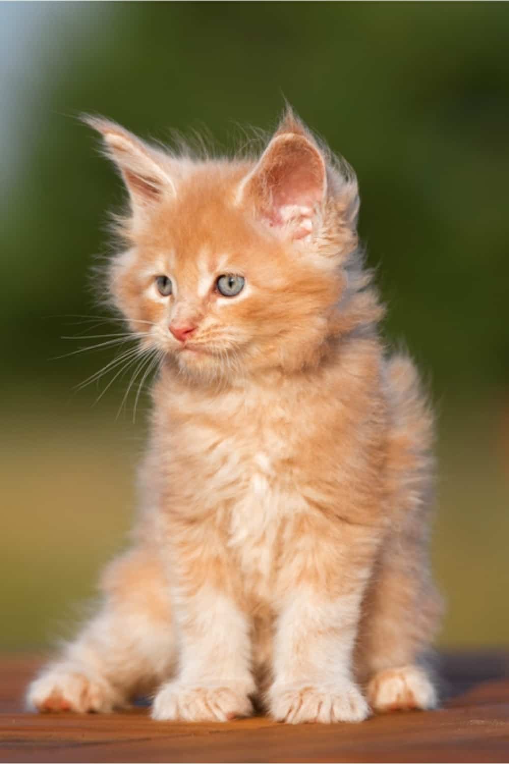 Cream Maine Coon