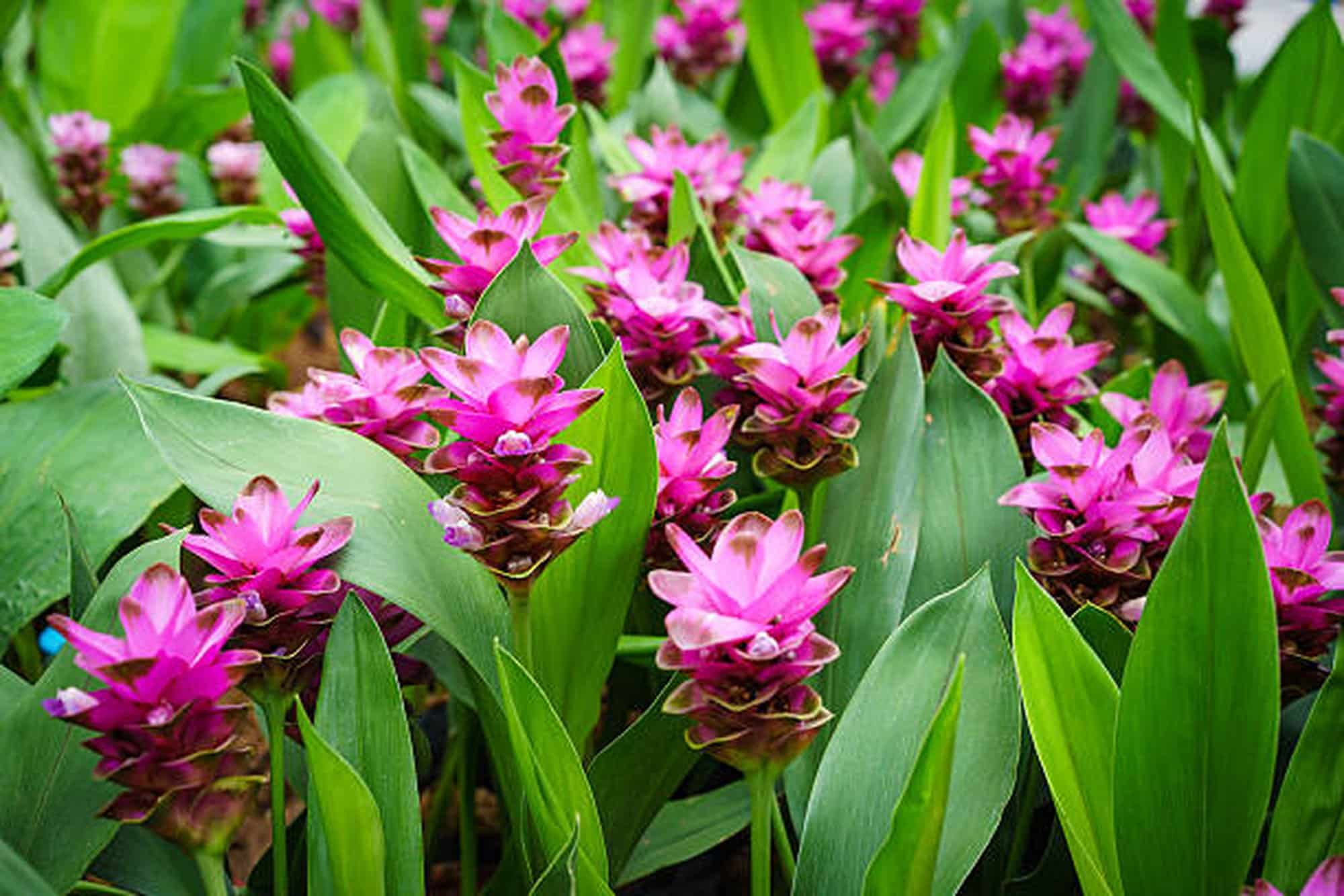 Curcuma Plant