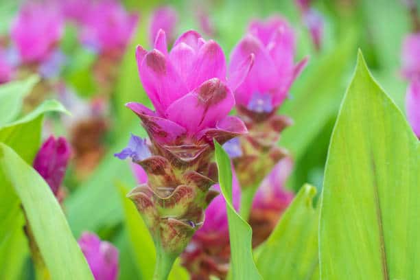 Curcuma Plant Flowers