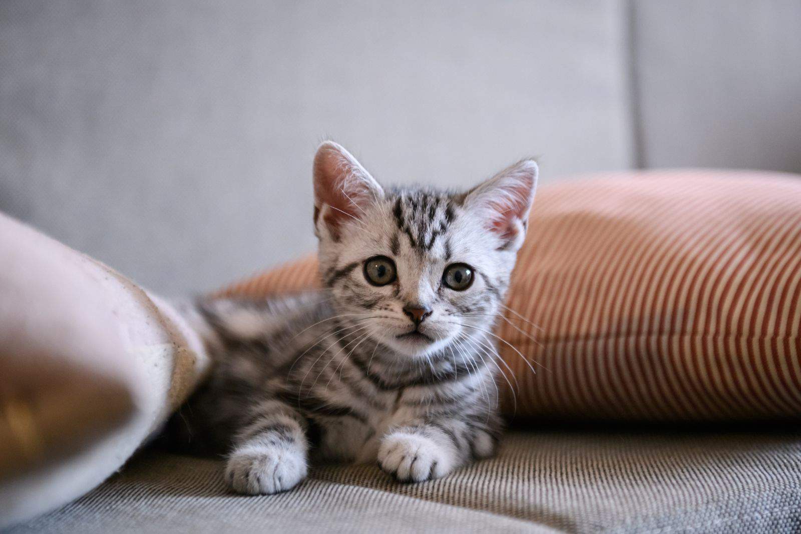 Cute American short hair cat cub